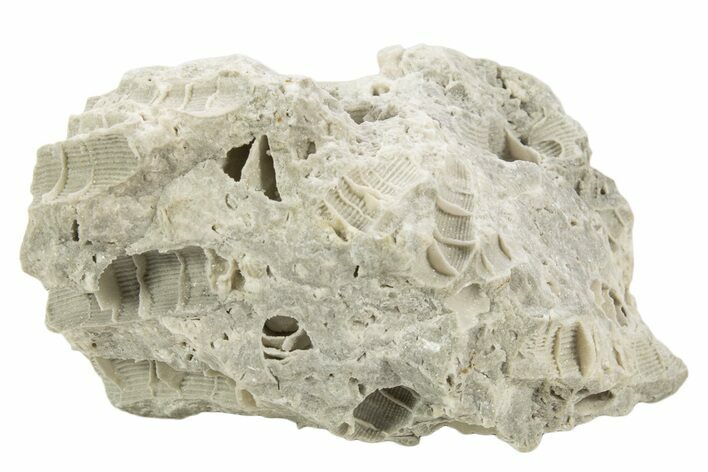 Silurian Dolostone w/ Sparkling Fossil Coral (Fletcheria) - Ohio #336597